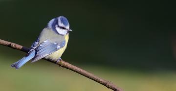 Mésange bleue @Rachel Delmelle