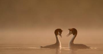 Couple de grèbes huppés