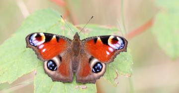 Papillon