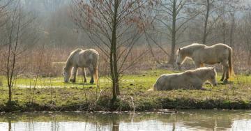 Paysage ruisseau chevaux