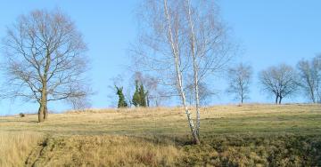 Paysage hivernal arbres pelouse calcaire ciel bleu