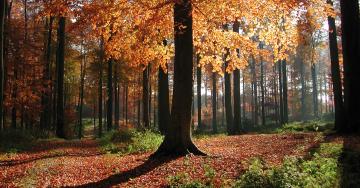 Forêt lumière automne arbres feuilles mortes