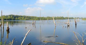 Eau marais arbres morts ciel bleu