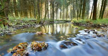 Eau ruisseau forêt