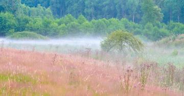 Paysage prairie maigre brume