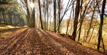 Chemin forêt lumière automne arbres feuilles mortes