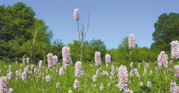 Prairie avec fleurs bistorte ciel bleu
