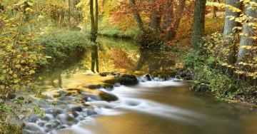 Paysage automne ruisseau forêt