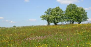 Paysage prairie et arbres isolés