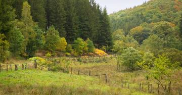 Paysage prairies arbres forêt