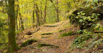 Chemin forêt automne