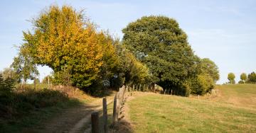 Paysage chemin prairies arbres