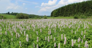 Paysage prairie avec fleurs