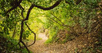 Sous-bois sentier lumière automne