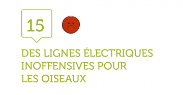 15. DES LIGNES ELECTRIQUES INOFFENSIVES POUR LES OISEAUX  