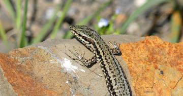 Lézard des murailles