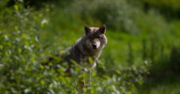 Loup