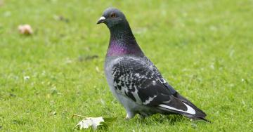 Pigeon biset