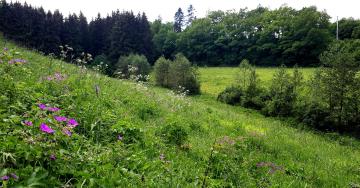 Suivi des habitats et espèces prioritaires