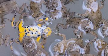 Sonneurs à ventre jaune - Karl Gillebert