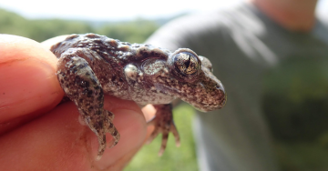 Alyte accoucheur - Cécile Van Vyve