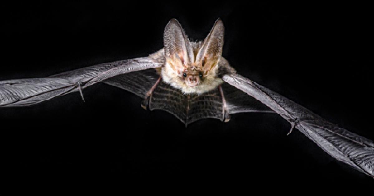 Chauve Souris Et Coronavirus Demeler Le Vrai Du Faux Natagora