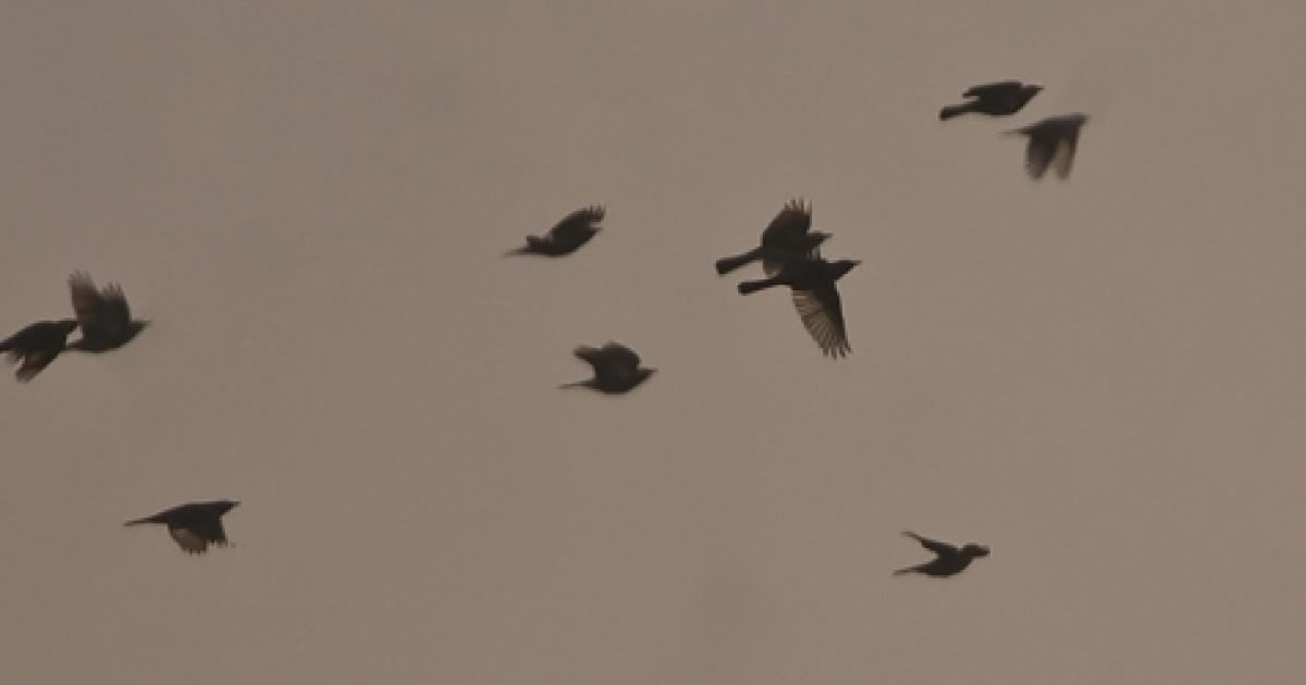 Le réchauffement climatique bouleverse la migration des oiseaux