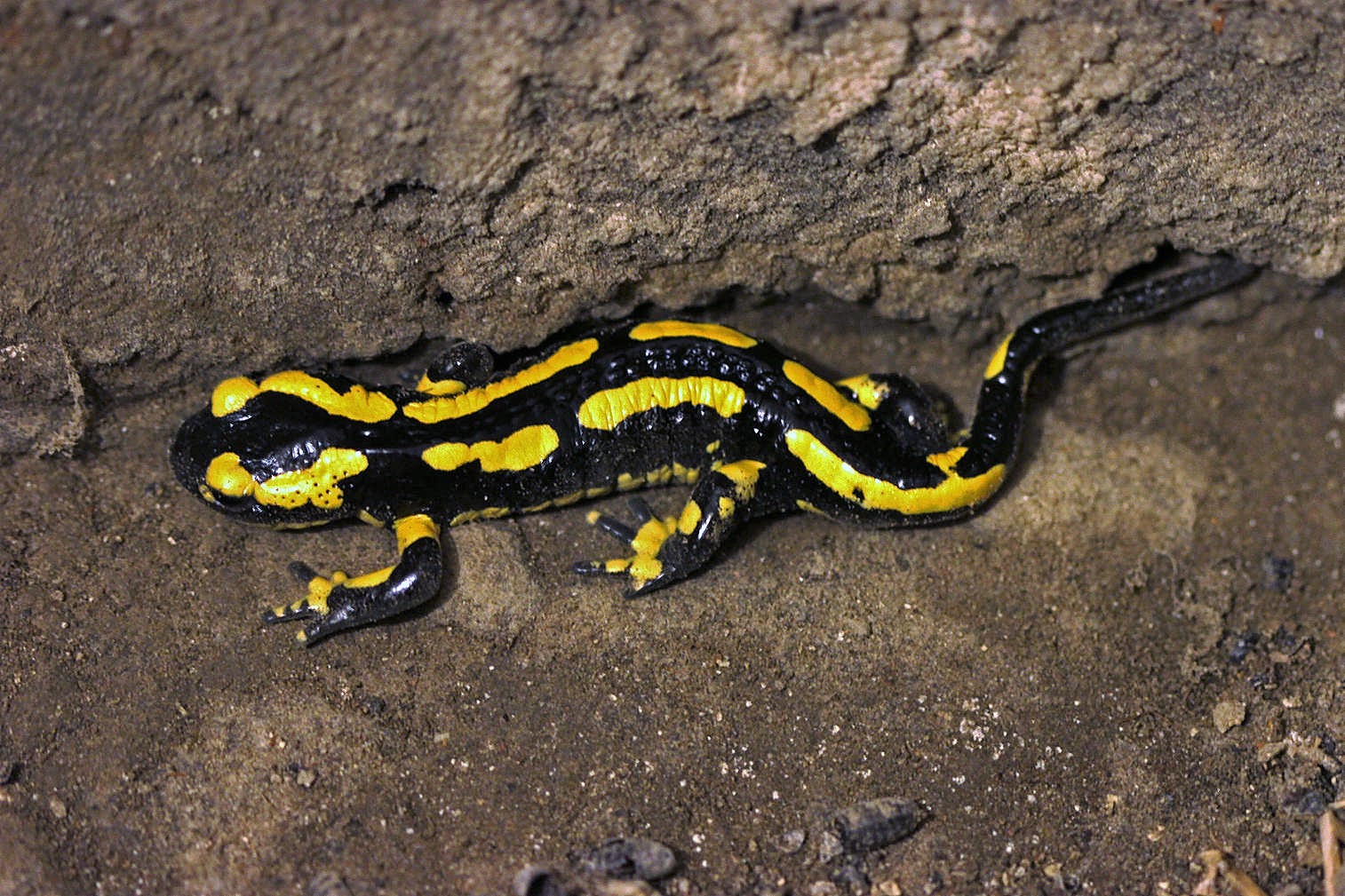 Salamandre tachetée - Notre Nature