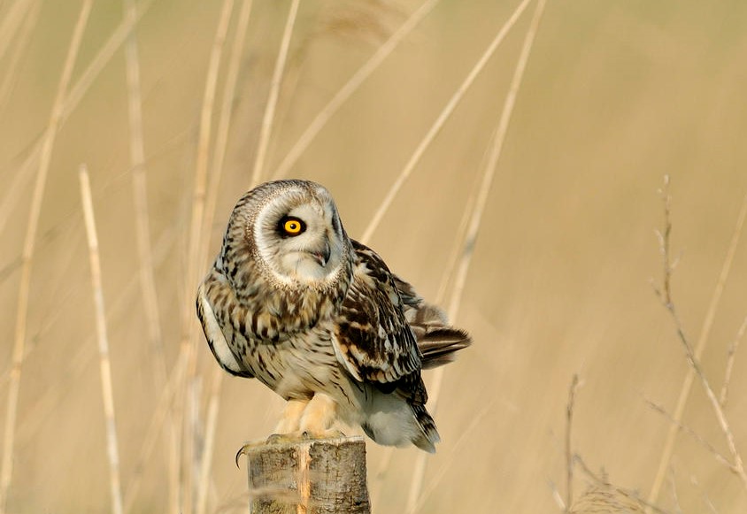 Le hibou des marais