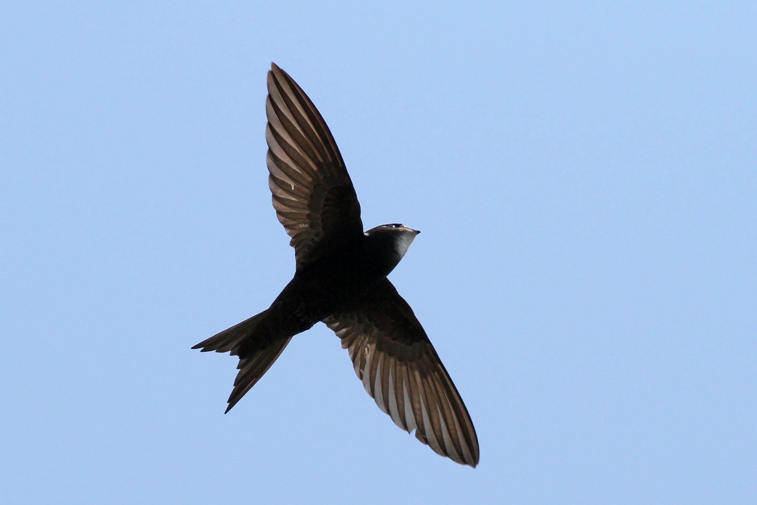 Le martinet noir, un oiseau social