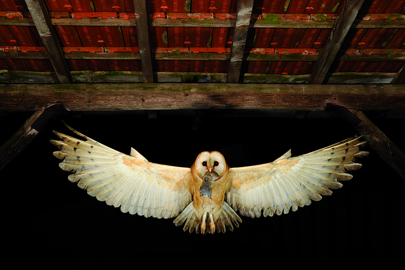 Hibou : un rapace nocturne discret